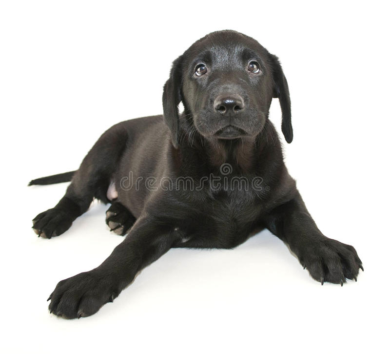 Detail Black Labrador Pictures Free Nomer 30