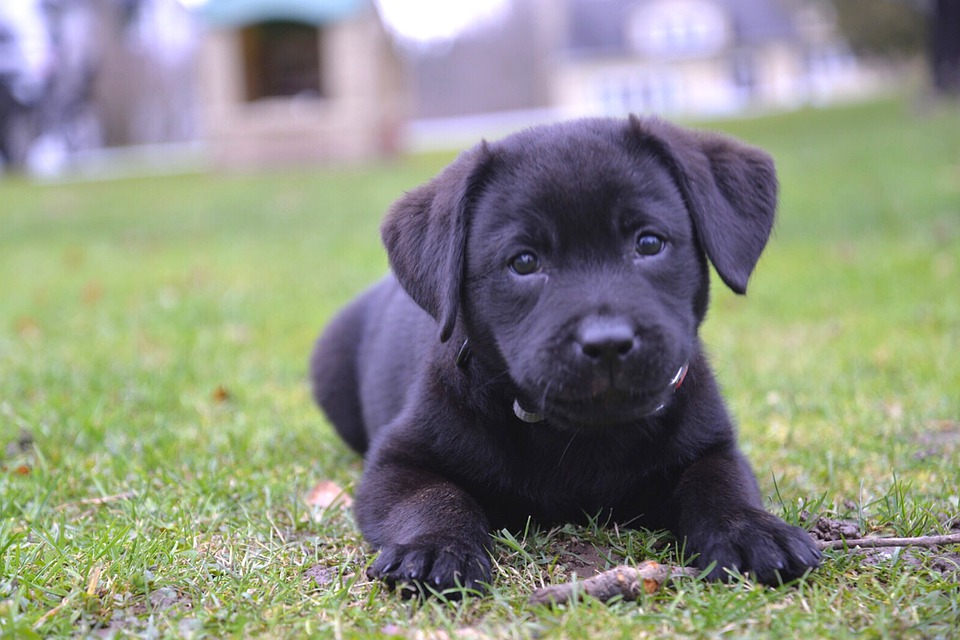 Detail Black Labrador Pictures Free Nomer 33