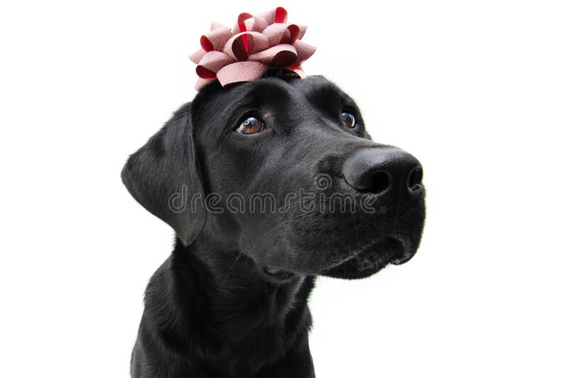 Detail Black Labrador Pictures Free Nomer 35