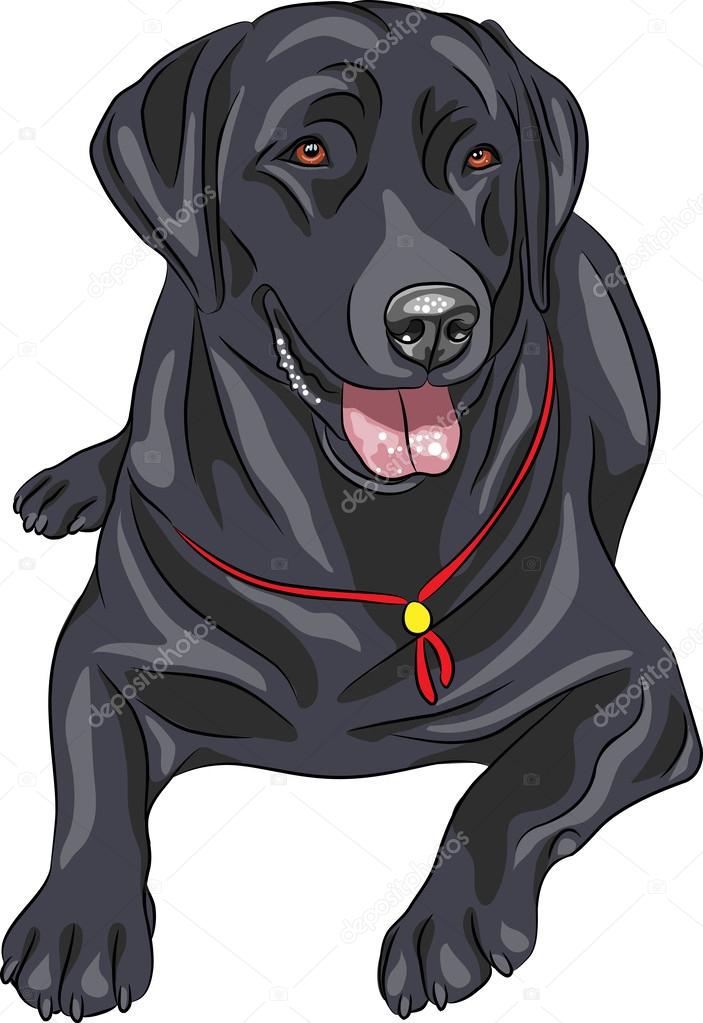 Detail Black Labrador Pictures Free Nomer 42