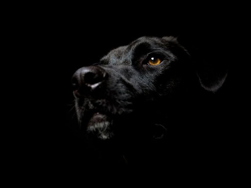 Detail Black Labrador Pictures Free Nomer 47