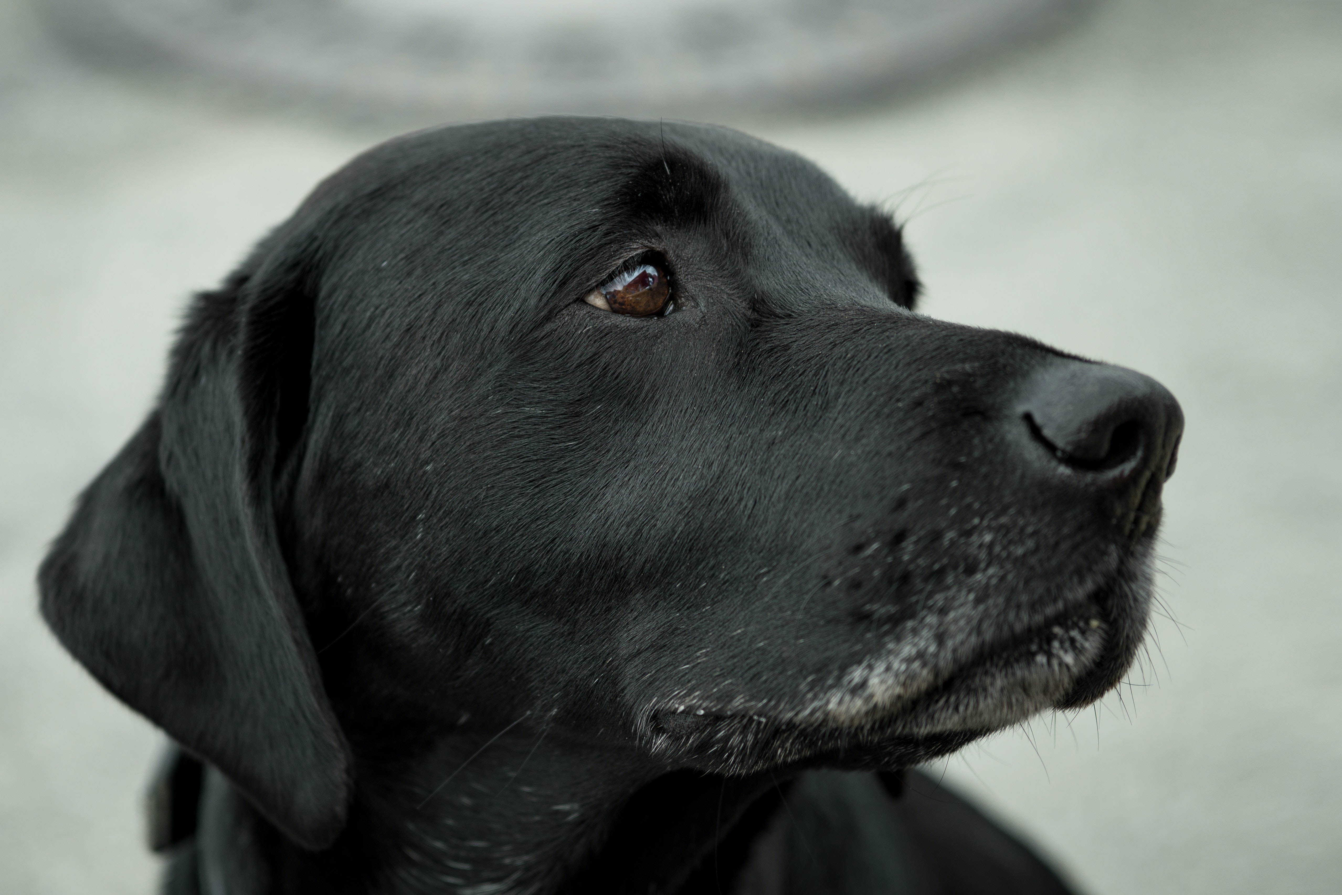 Detail Black Labrador Pictures Free Nomer 9