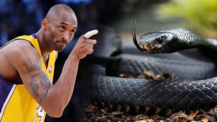 Detail Black Mamba Ular Nomer 3