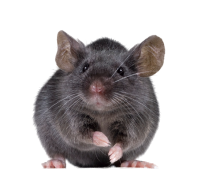 Detail Black Mouse Png Nomer 16