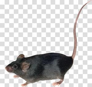 Detail Black Mouse Png Nomer 22