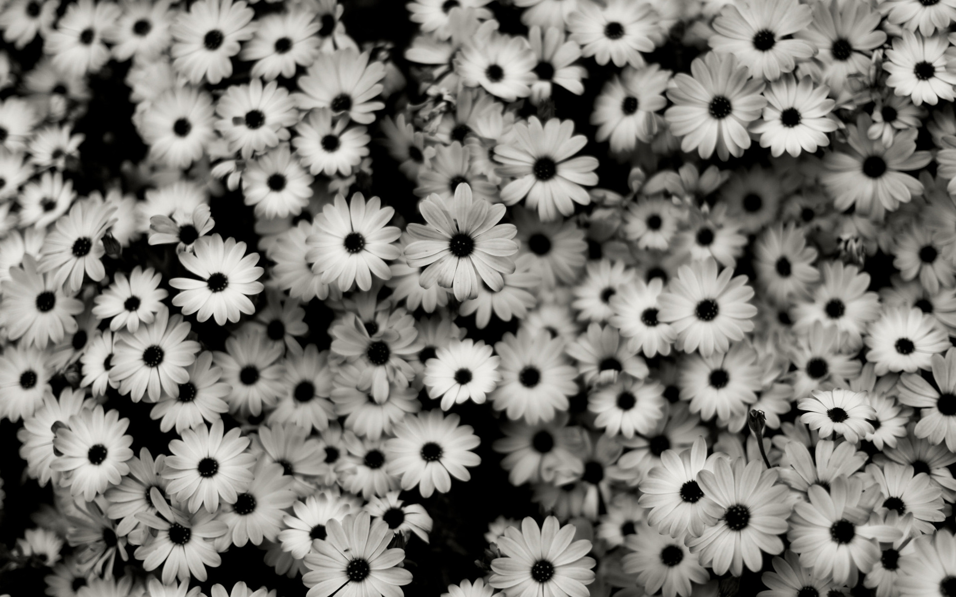 Detail Black N White Background Nomer 44