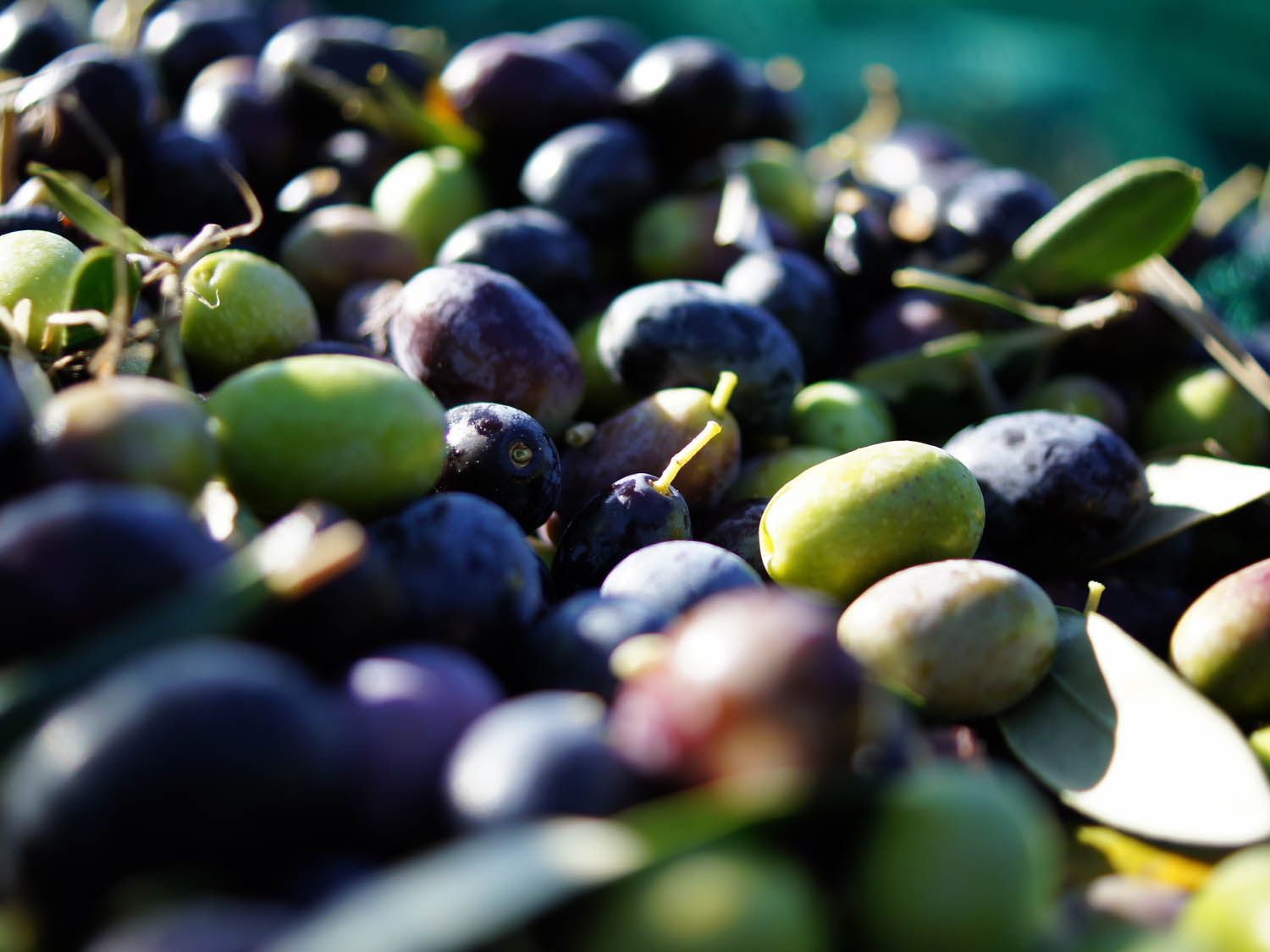 Detail Black Olive Images Nomer 47