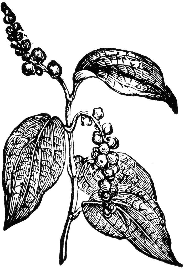 Detail Black Pepper Clipart Nomer 24