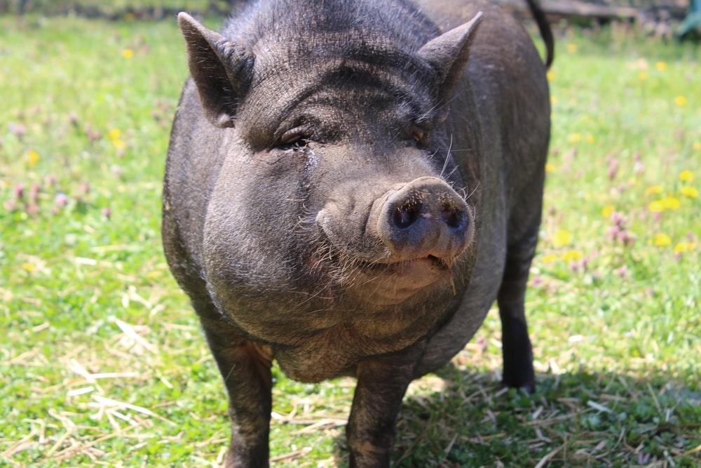 Black Pig Image - KibrisPDR