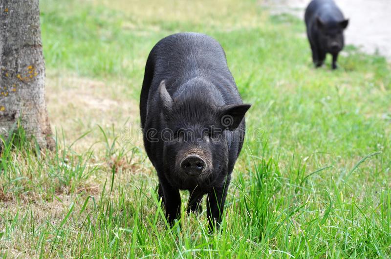Detail Black Pig Image Nomer 23