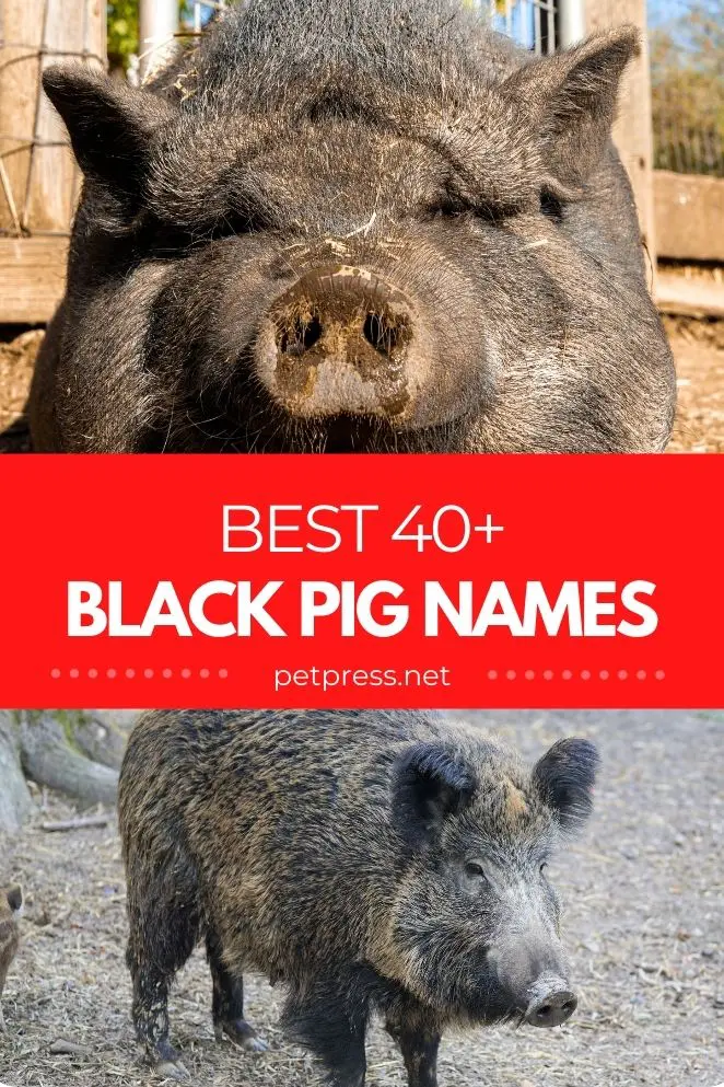 Detail Black Pig Image Nomer 25