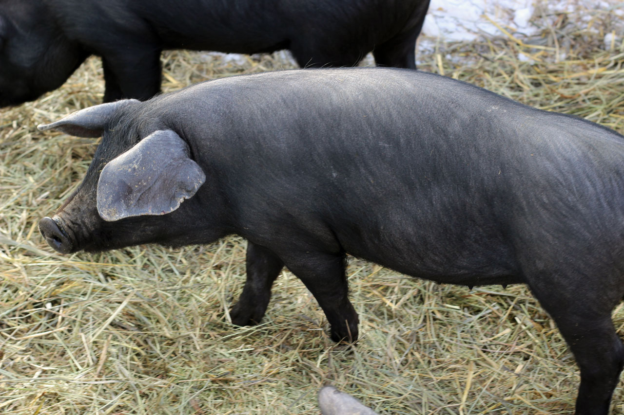 Detail Black Pig Image Nomer 27