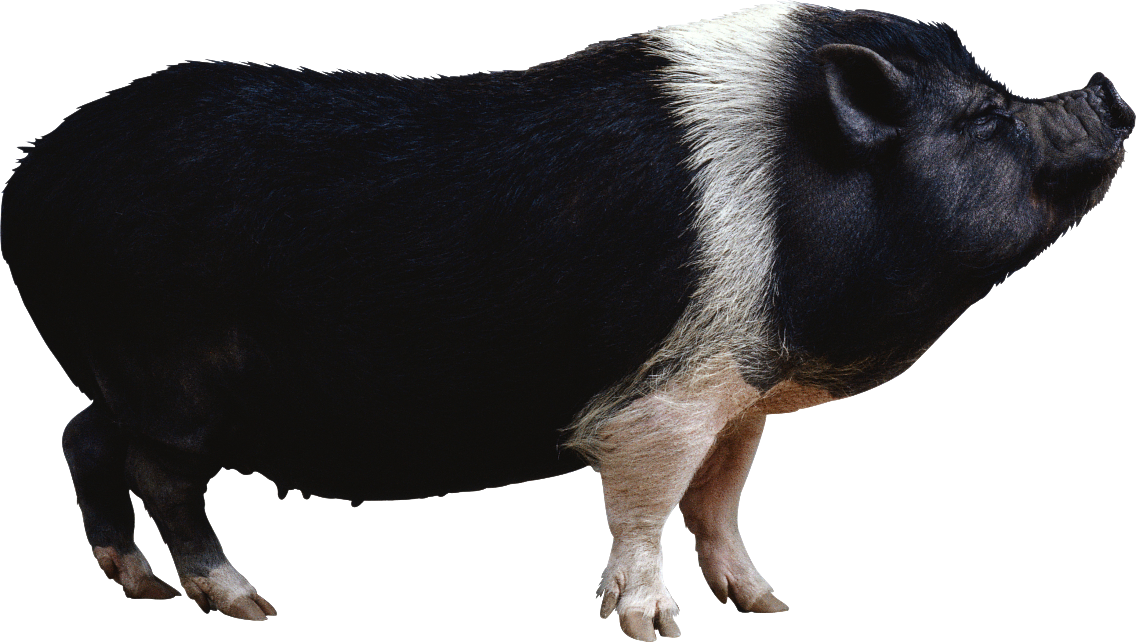 Detail Black Pig Image Nomer 33