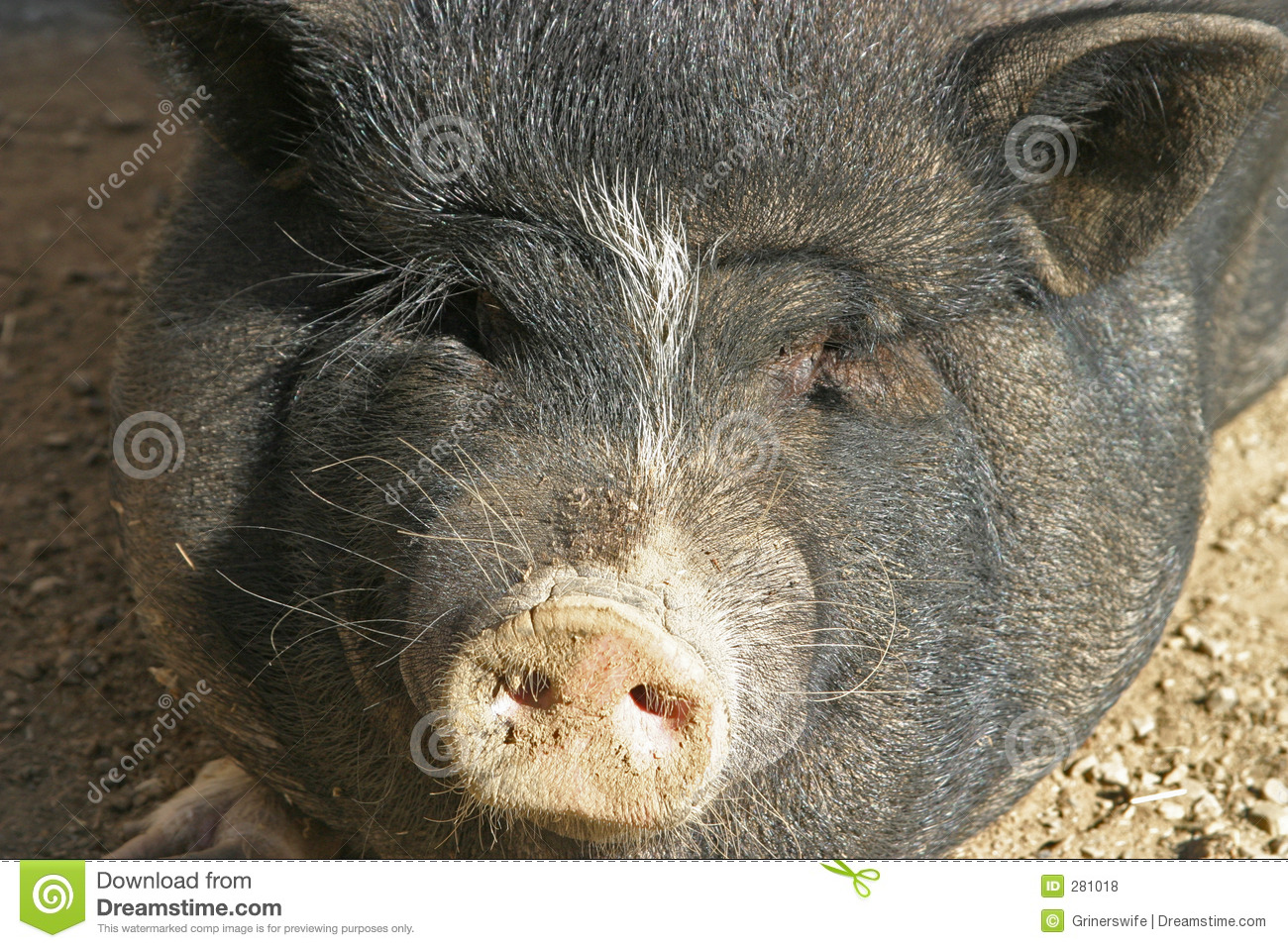 Detail Black Pig Image Nomer 40