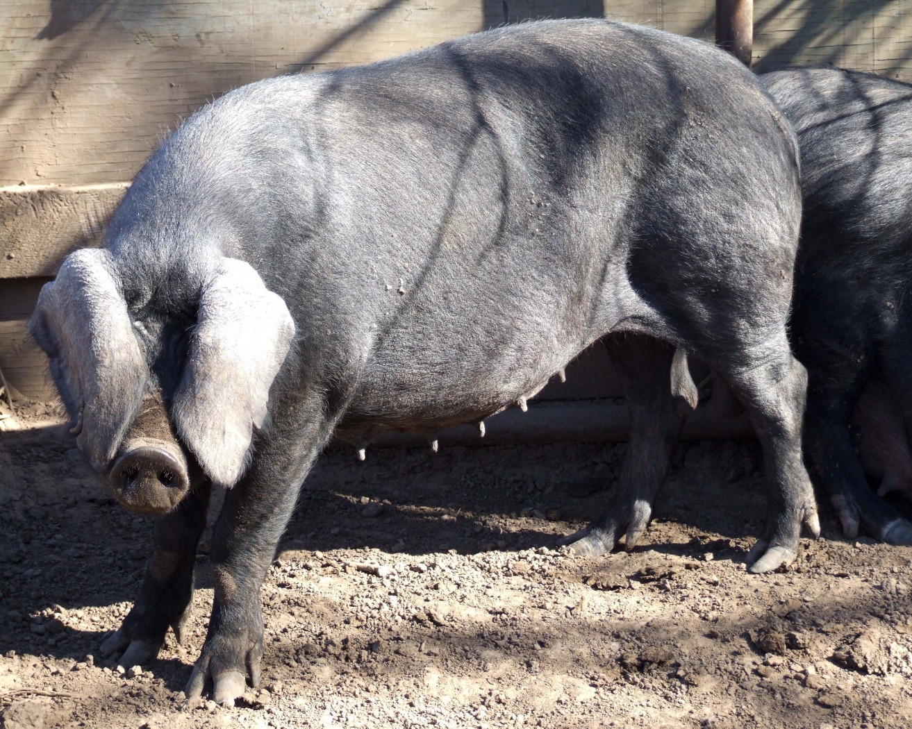 Detail Black Pig Image Nomer 57