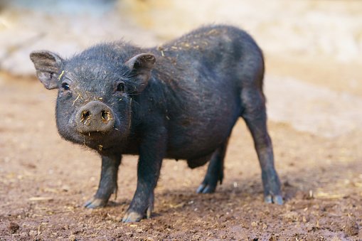 Detail Black Pig Image Nomer 7