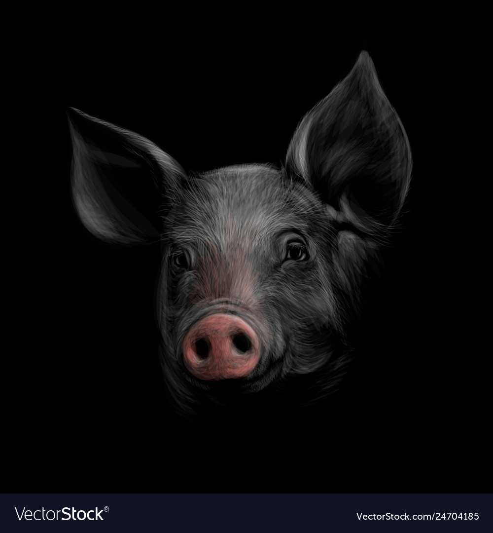 Detail Black Pig Images Nomer 33