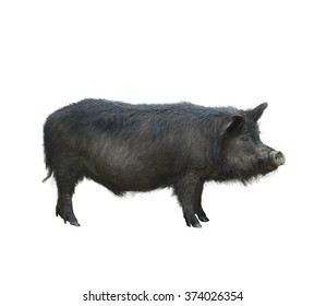 Detail Black Pig Images Nomer 50
