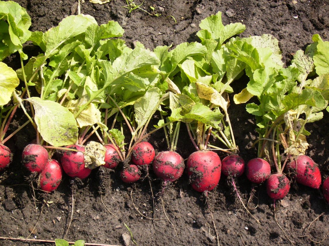 Detail Black Radish Medicinal Use Wikipedia Nomer 24