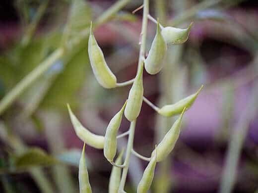 Detail Black Radish Medicinal Use Wikipedia Nomer 26