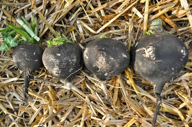 Detail Black Radish Medicinal Use Wikipedia Nomer 3