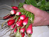 Detail Black Radish Medicinal Use Wikipedia Nomer 40