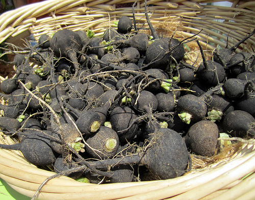 Detail Black Radish Medicinal Use Wikipedia Nomer 8