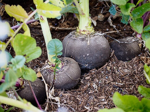 Detail Black Radish Medicinal Use Wikipedia Nomer 9