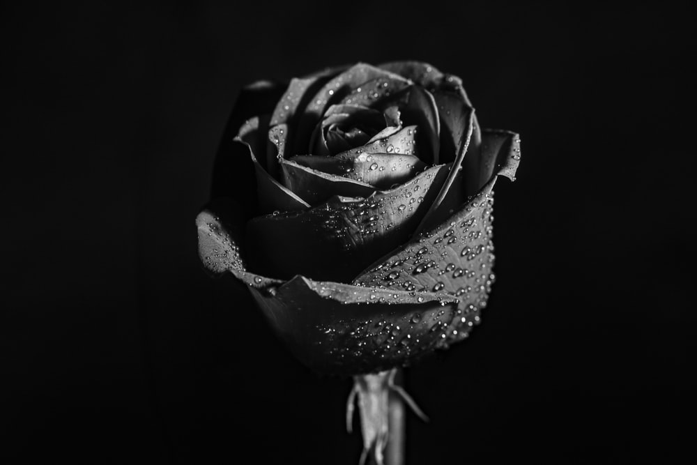 Black Rose Background - KibrisPDR