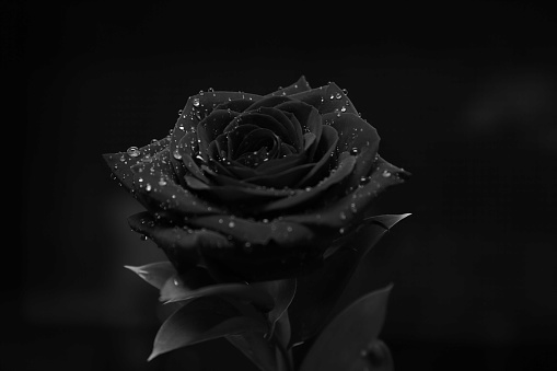 Detail Black Rose Background Nomer 11