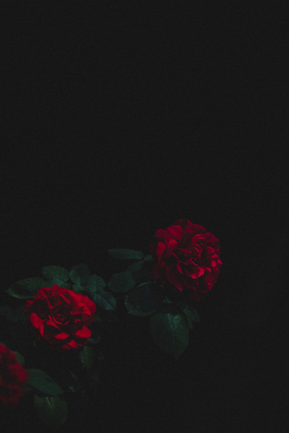 Detail Black Rose Background Nomer 12