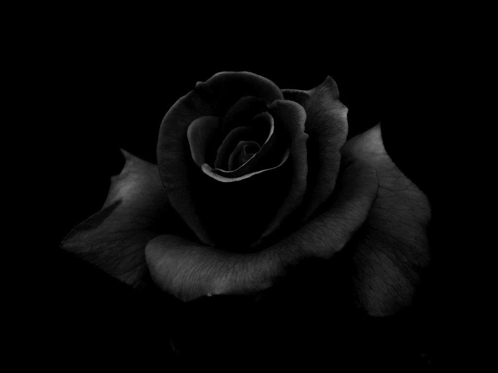 Detail Black Rose Background Nomer 13