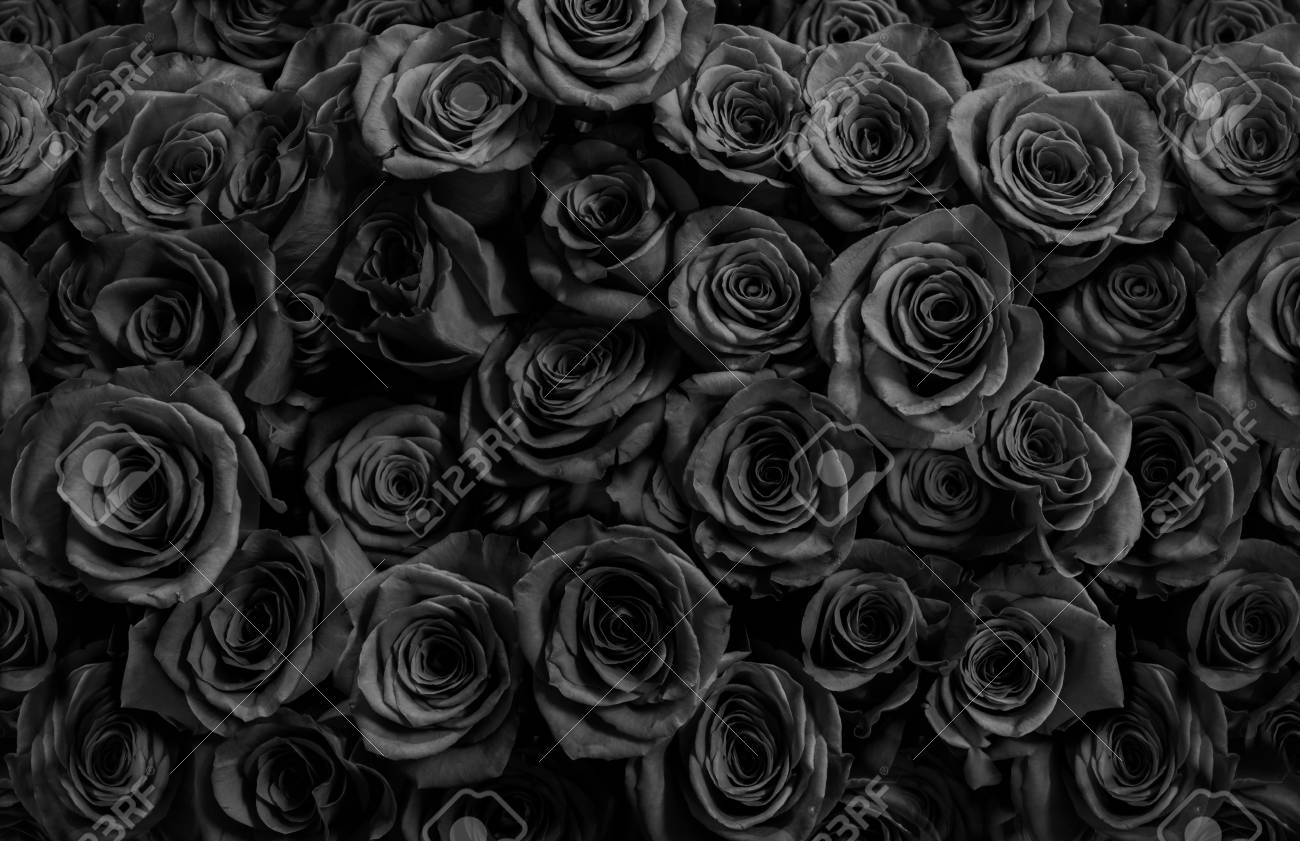 Detail Black Rose Background Nomer 15