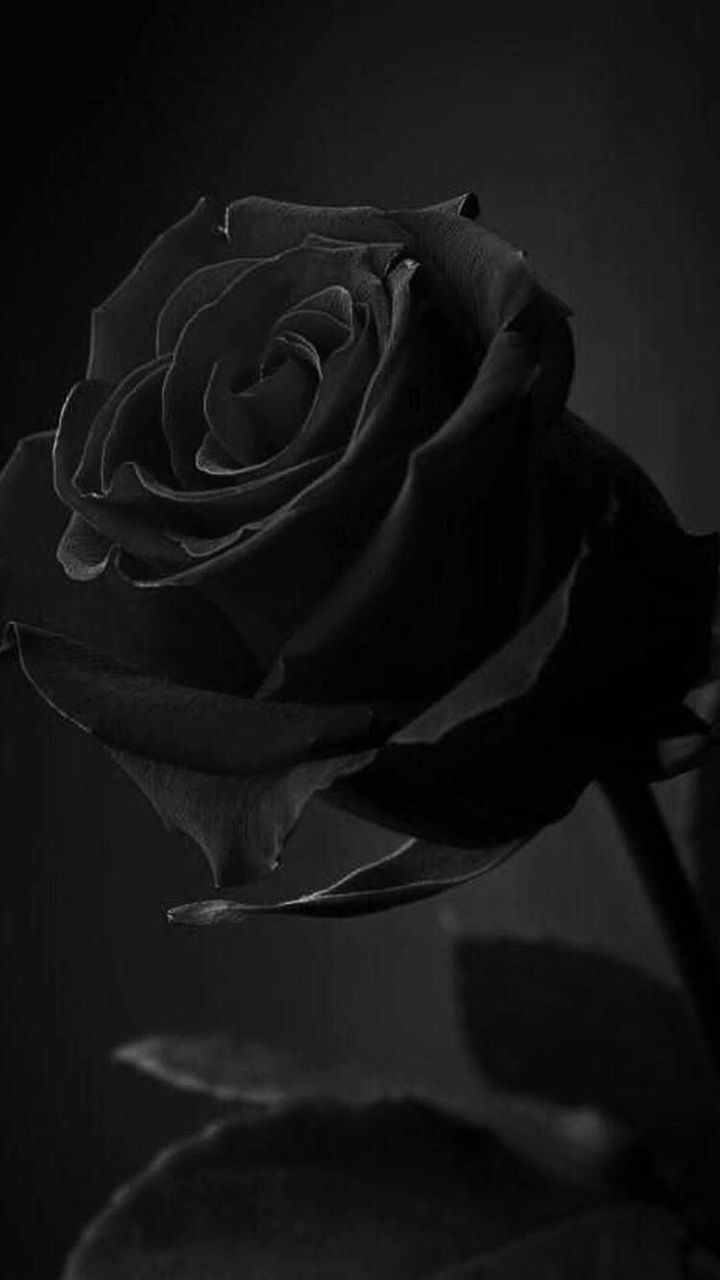 Detail Black Rose Background Nomer 16