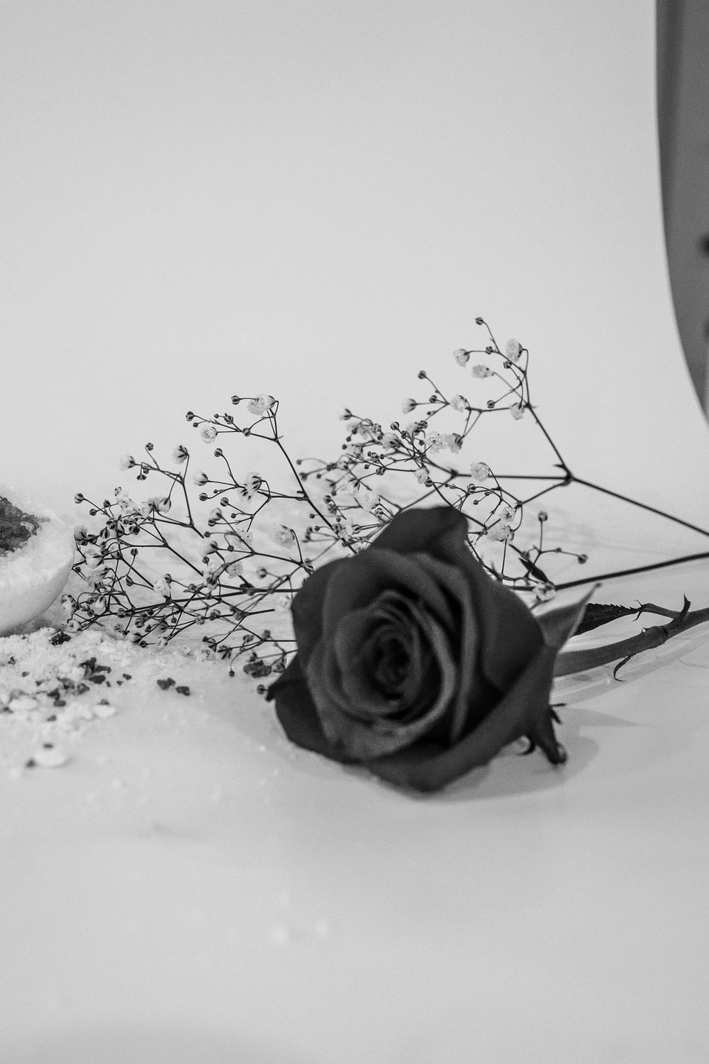Detail Black Rose Background Nomer 17