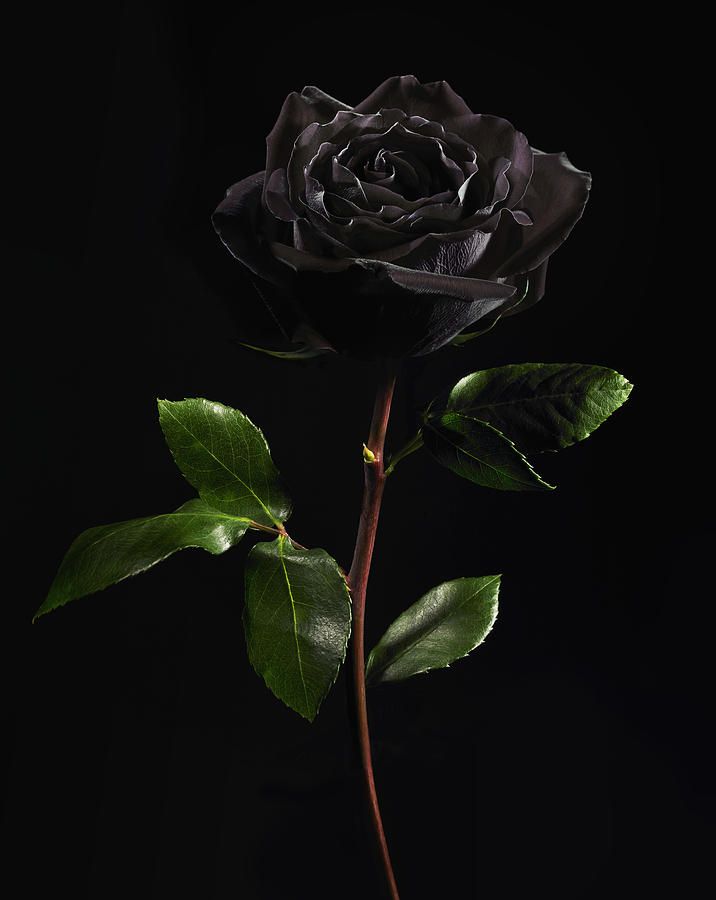 Detail Black Rose Background Nomer 19