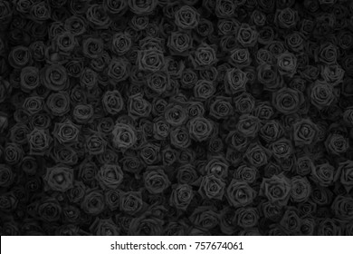 Detail Black Rose Background Nomer 20