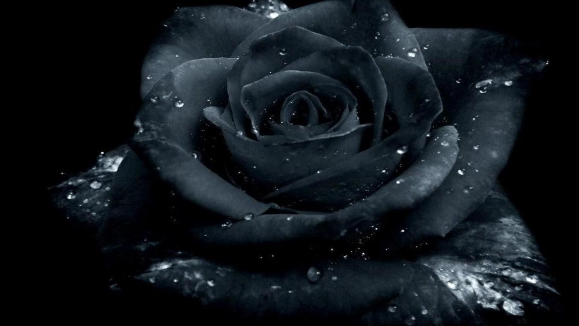 Detail Black Rose Background Nomer 23