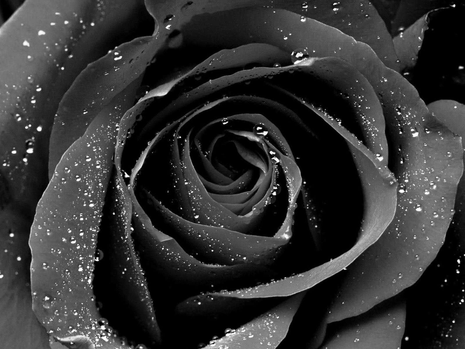 Detail Black Rose Background Nomer 27