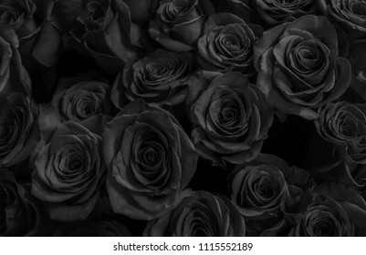 Detail Black Rose Background Nomer 28