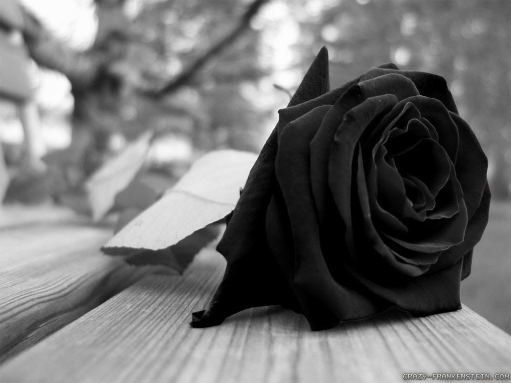 Detail Black Rose Background Nomer 30