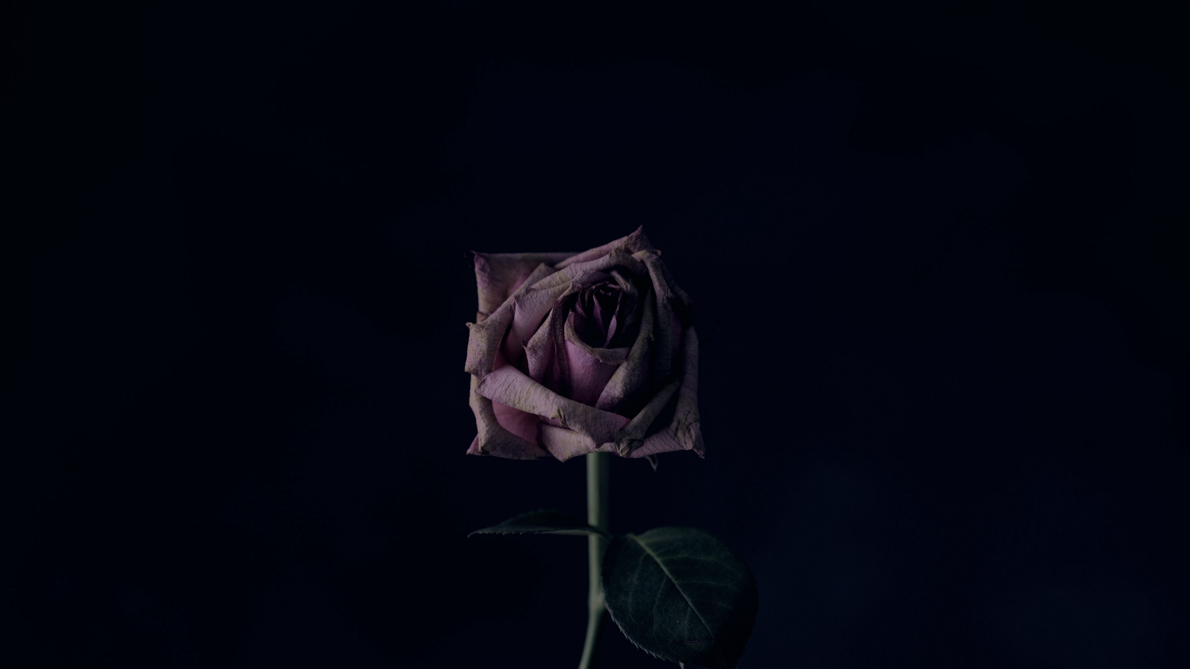 Detail Black Rose Background Nomer 32