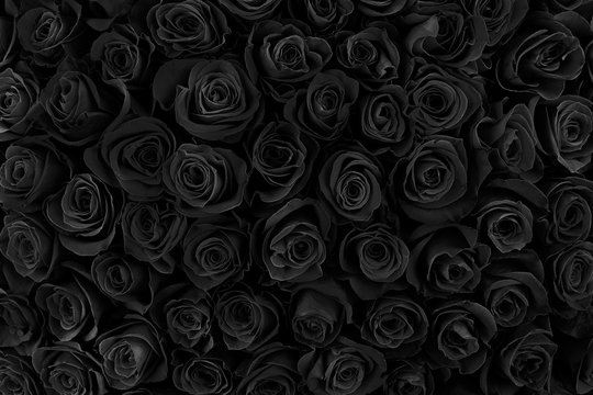 Detail Black Rose Background Nomer 33