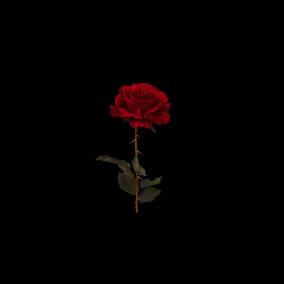 Detail Black Rose Background Nomer 36