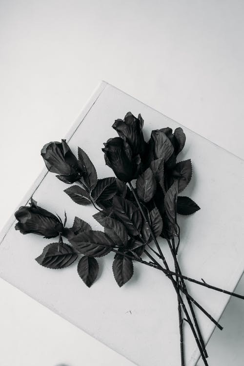 Detail Black Rose Background Nomer 37
