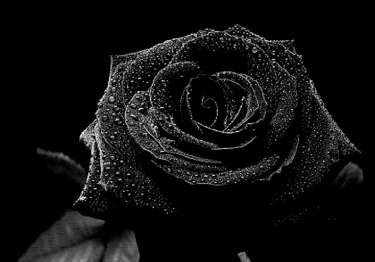 Detail Black Rose Background Nomer 38