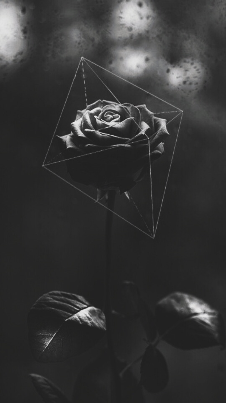 Detail Black Rose Background Nomer 39