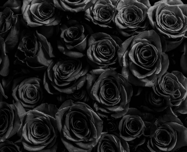 Detail Black Rose Background Nomer 5