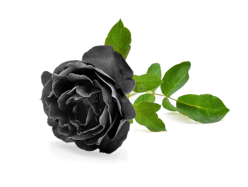 Detail Black Rose Background Nomer 40