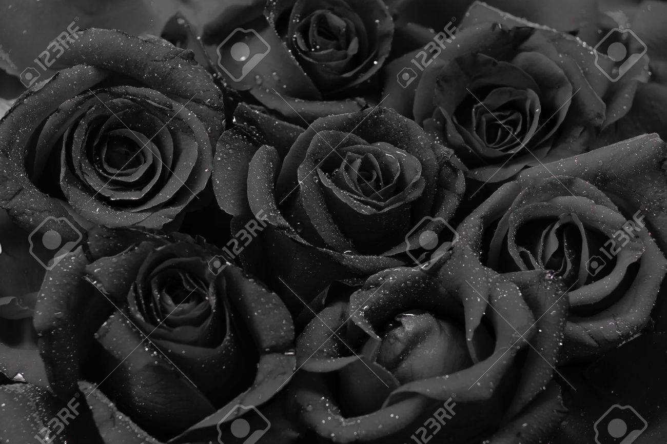 Detail Black Rose Background Nomer 43